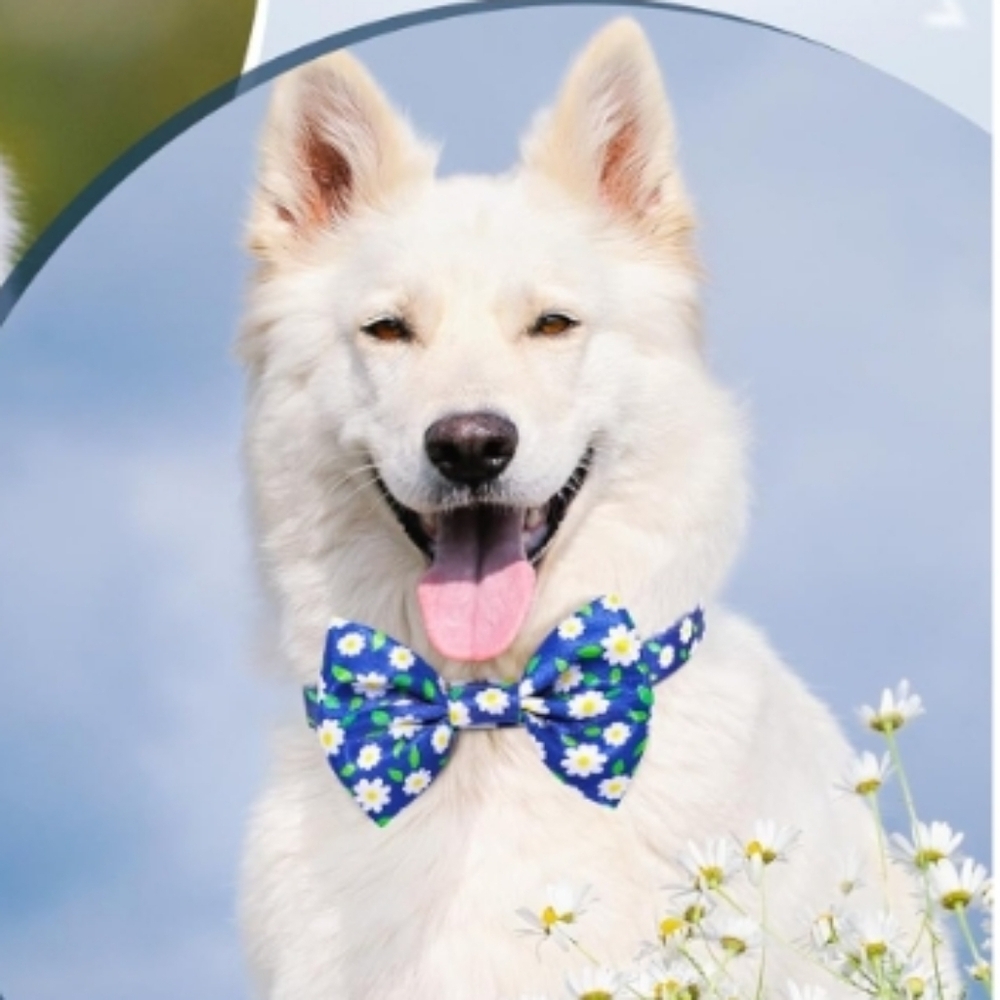 Daisy Blue Dog Collar with Removable Bow